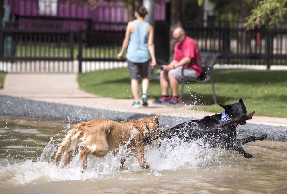 Dog Park at Buffalo Sports Park photo 2